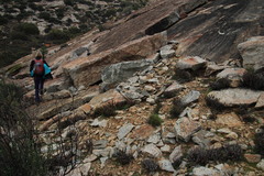 Cheilanthes multifida multifida