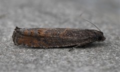 Pseudexentera mali