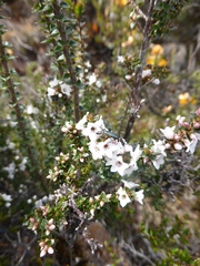 Epacris gunnii