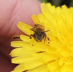 Anthophila