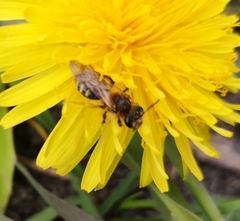 Anthophila