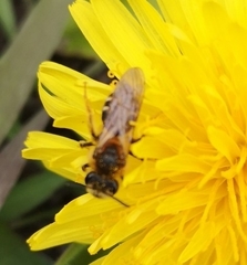 Anthophila