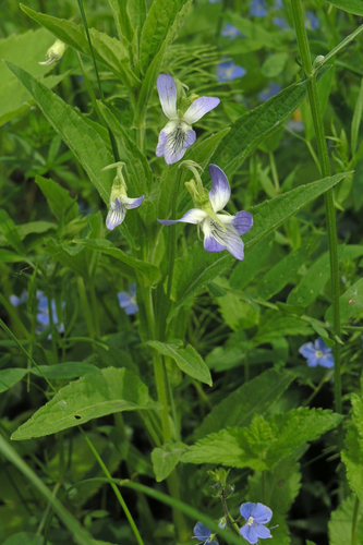 Tall Violet (Viola elatior)