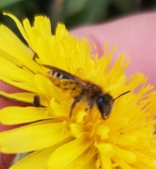 Anthophila