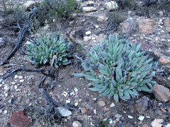 Machairophyllum albidum