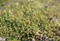 Racomitrium microcarpon