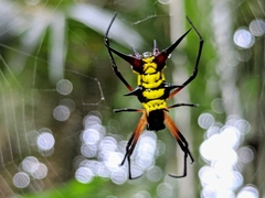 Micrathena kirbyi