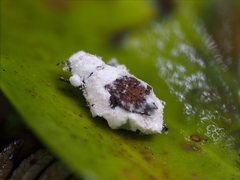 Beauveria malawiensis