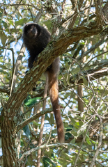 Callicebus nigrifrons