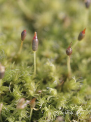 Racomitrium microcarpon
