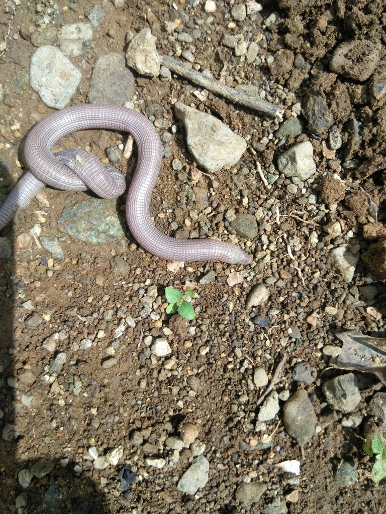 Innocent Worm Lizard