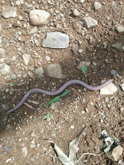 Amphisbaena innocens