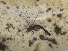 Calopteryx splendens