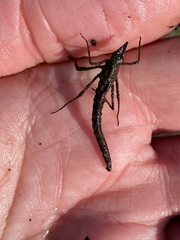 Calopteryx splendens