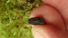 Trichoglossum hirsutum image