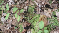 Trichoglossum hirsutum image