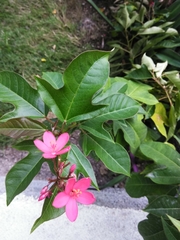 Jatropha integerrima