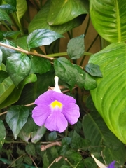 Thunbergia erecta
