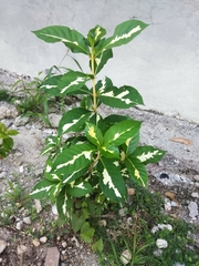 Graptophyllum pictum