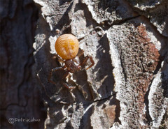Coriarachne depressa