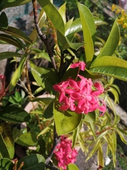 Ixora coccinea coccinea