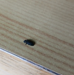 Hadrobregmus pertinax