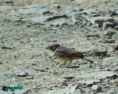 Ammomanes deserti