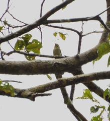 Pachysylvia hypoxantha