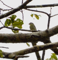 Pachysylvia hypoxantha