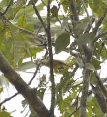 Pachysylvia hypoxantha