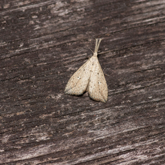 Trigonistis demonias