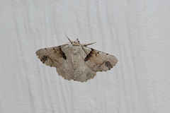 Aeolochroma melaleucae