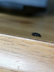 Hadrobregmus pertinax