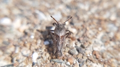 Asiraca