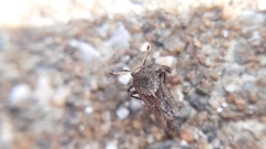 Asiraca