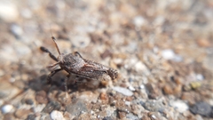 Asiraca