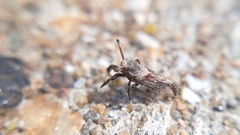 Asiraca