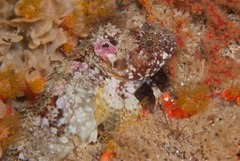 Clinus taurus