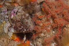 Clinus taurus