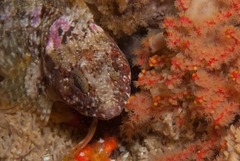Clinus taurus