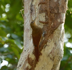 Dendrexetastes rufigula