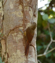 Dendrexetastes rufigula