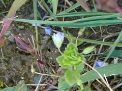 Veronica persica