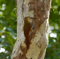 Dendrexetastes rufigula