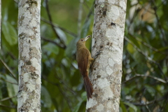 Dendrexetastes rufigula