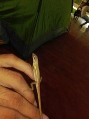 Anolis auratus
