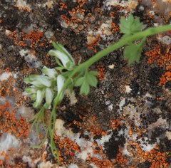 Cysticapnos cracca