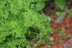 Cysticapnos cracca