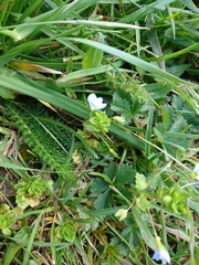 Veronica persica