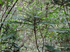Phyllanthus phillyreifolius